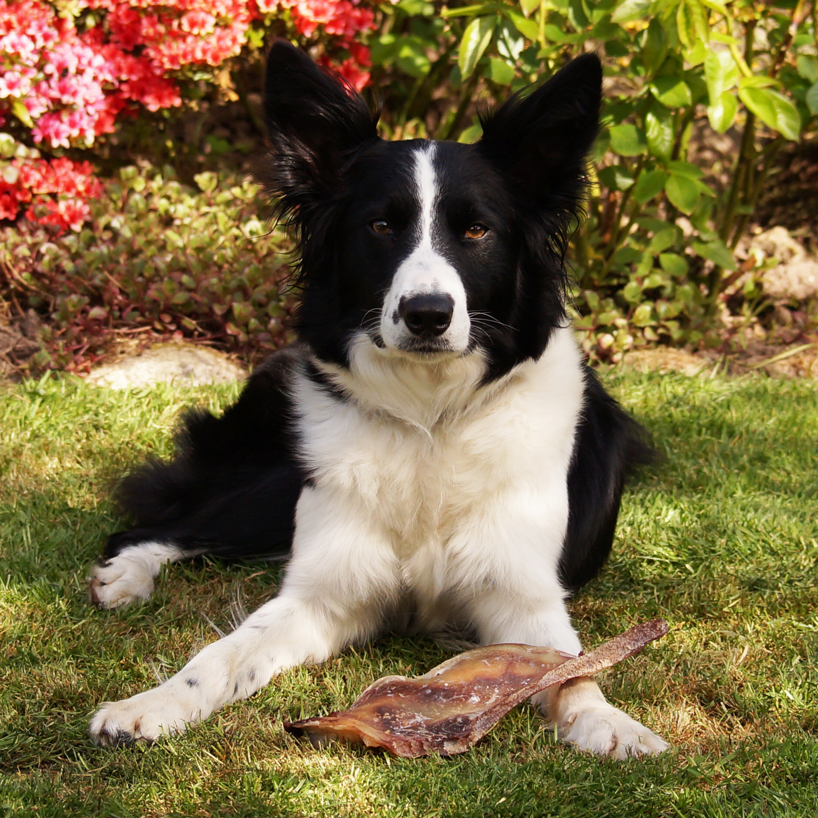 Moon Bones 5 pack IJK Pet Supplies